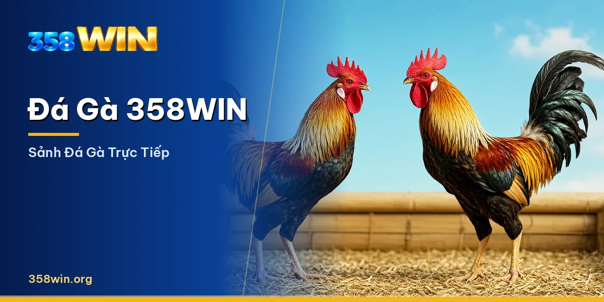 Sảnh đá gà trực tiếp 358WIN